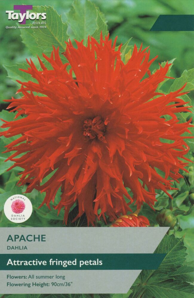 Dahlia Apache - 1 Bulb