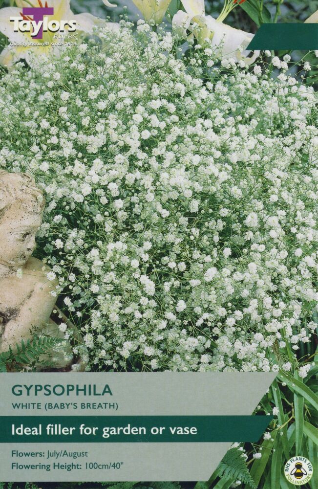 Gyphophila White - 3 Bulb