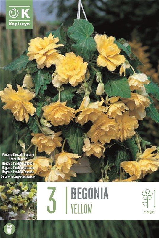 Begonia Pendula Cascade Yellow - 3 Bubls