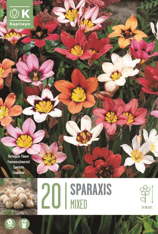Sparaxis Mixed - 20 Bulbs