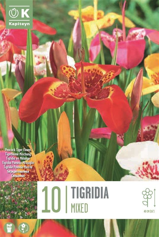 Tigridia Mixed - 10 Bulbs