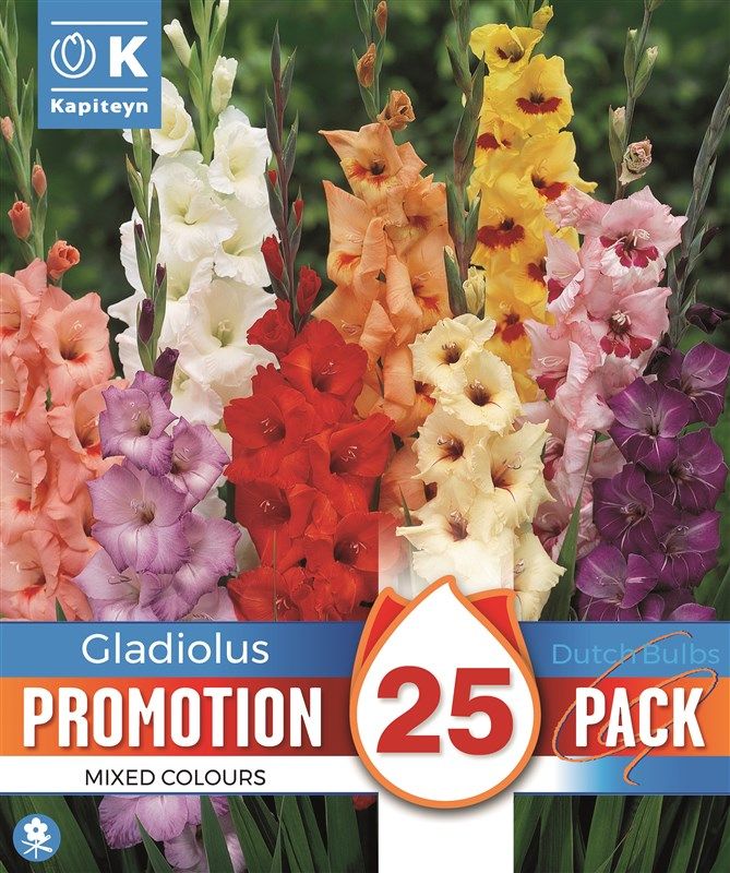 Promo Gladioulus Mixed Colours - 25 Bubls
