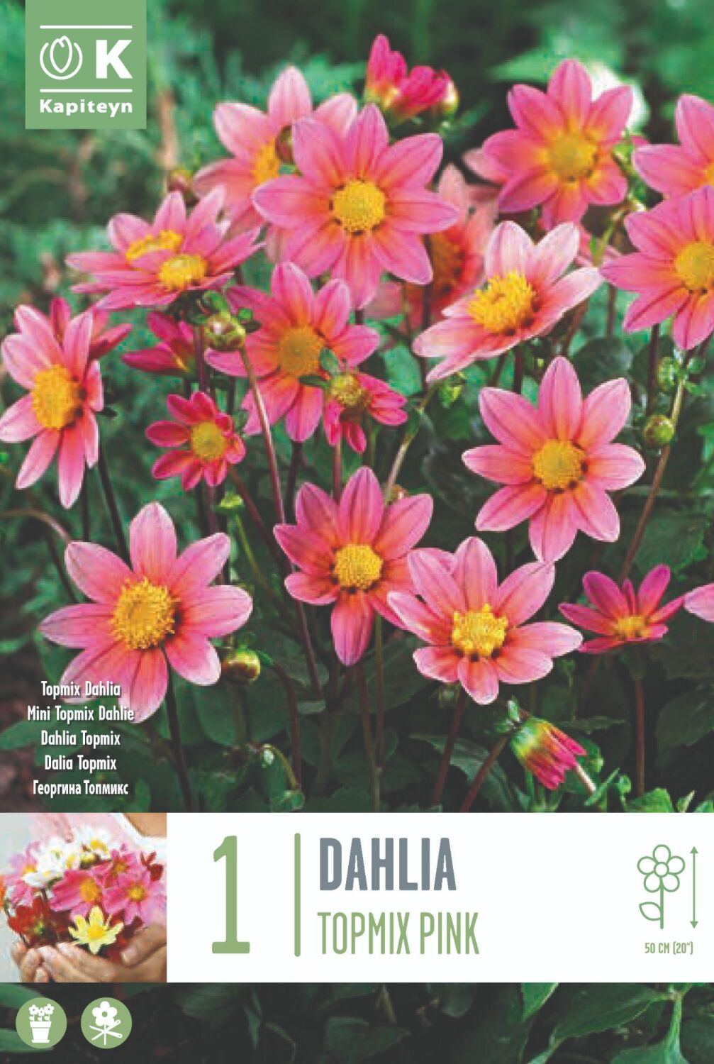 Dahlia Pink - 1 Bulb