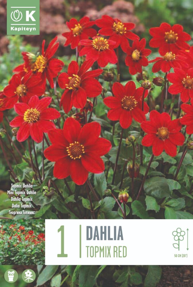Dahlia Red - 1 Bulbs