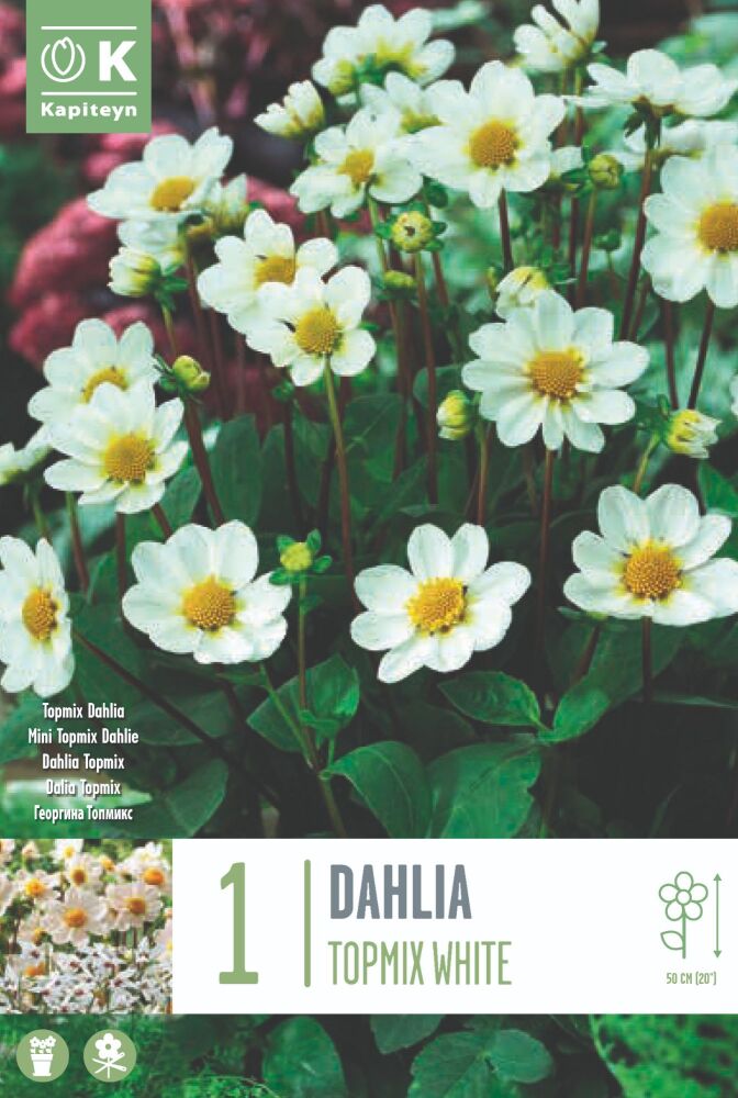 Dahlia White - 1 Bulb