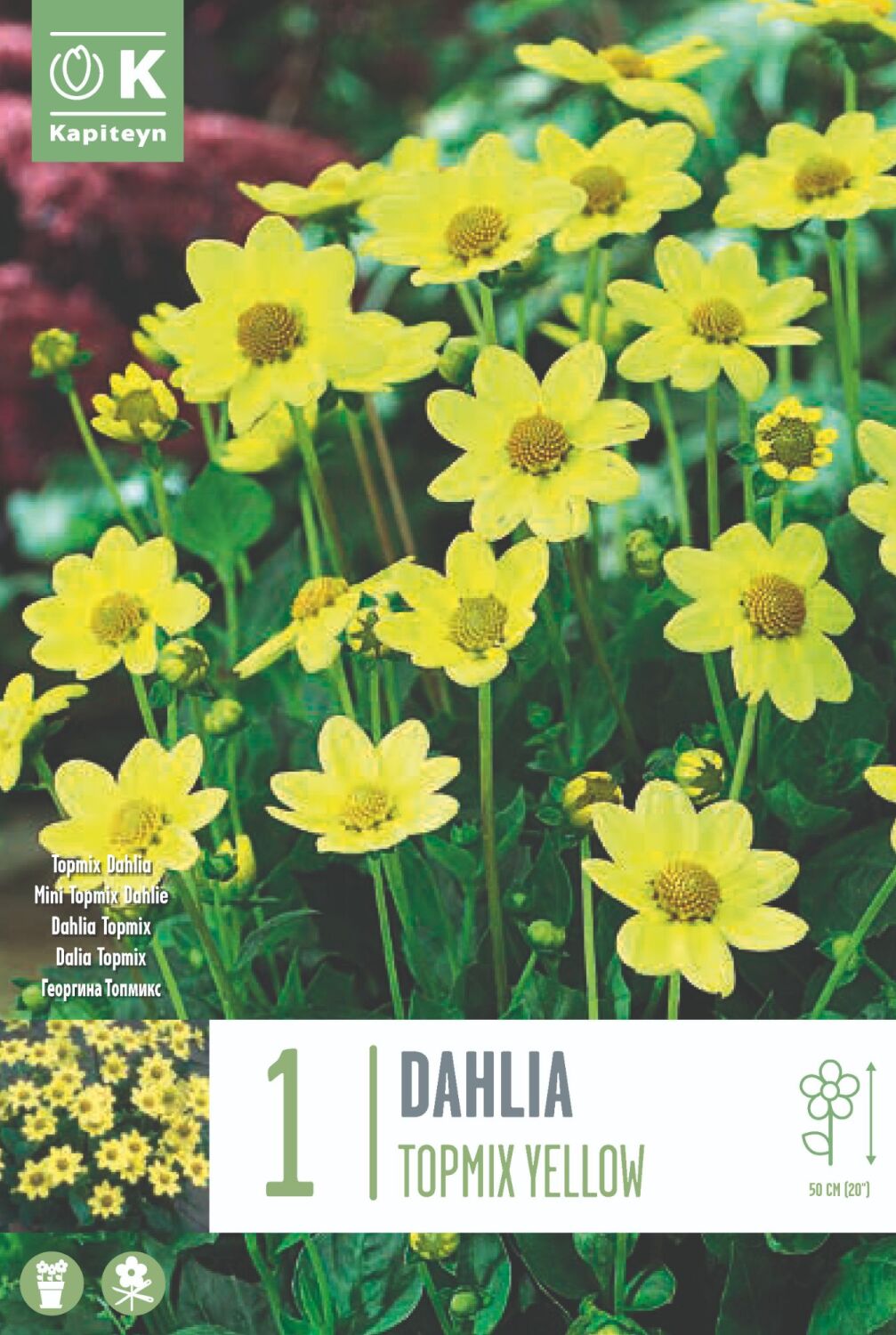 Dahlia Yellow - 1 Bulb