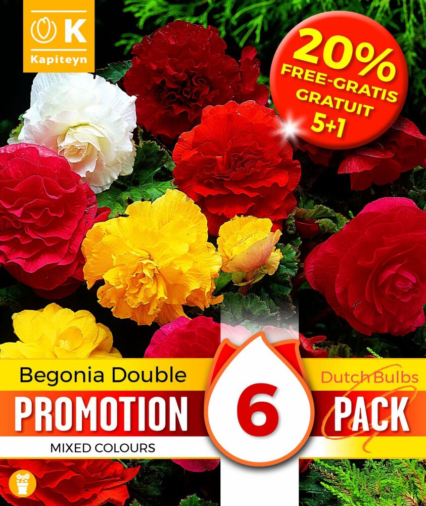 Promo 20% Begonia Double Mixed Colours - 6 Bulbs
