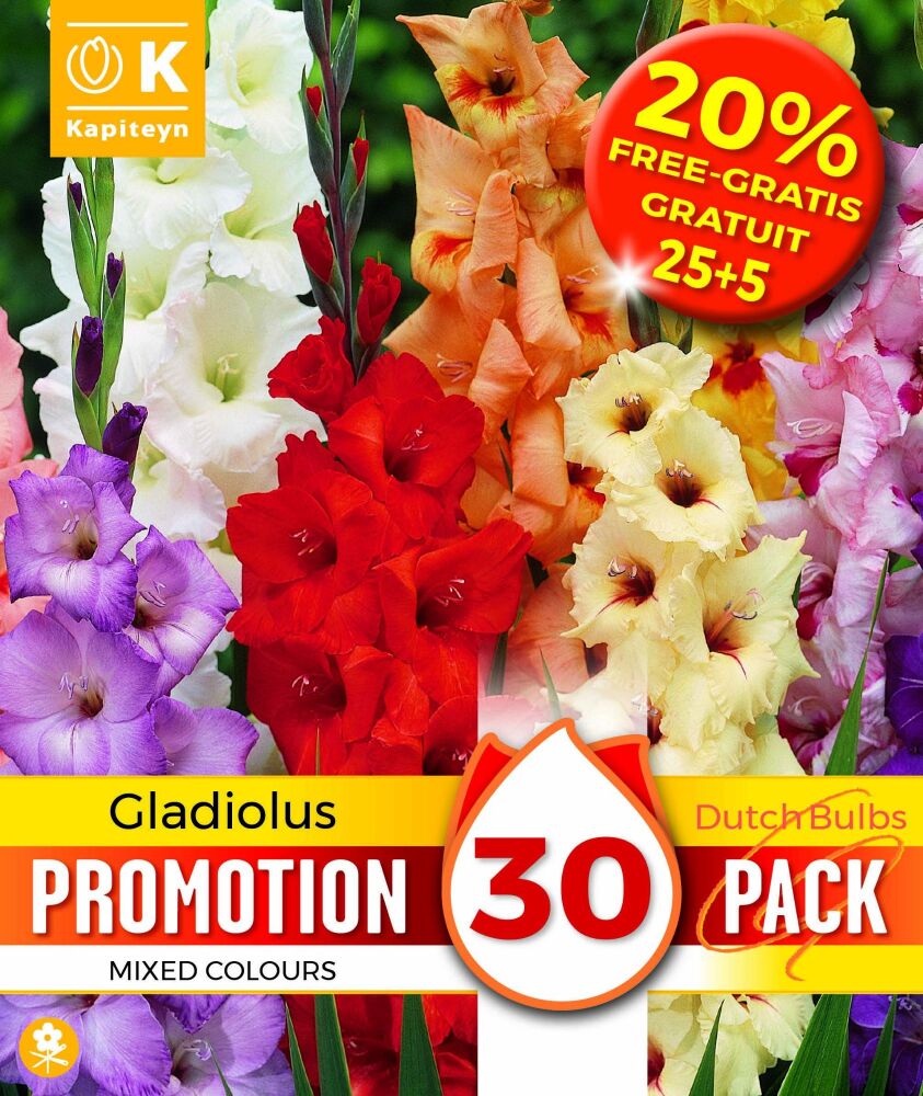 Promo 20% Gladiolus Mixed Colours - 30 Bulbs