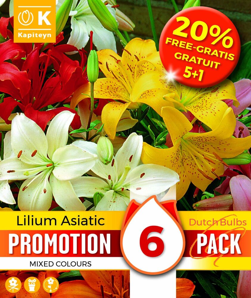 Promo 20% Lilium Asiatic Mixed Colours - 6 Bulbs