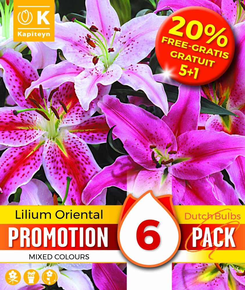 Promo 20% Lilium Orianetal Mixed Colours - 6 Bulbs
