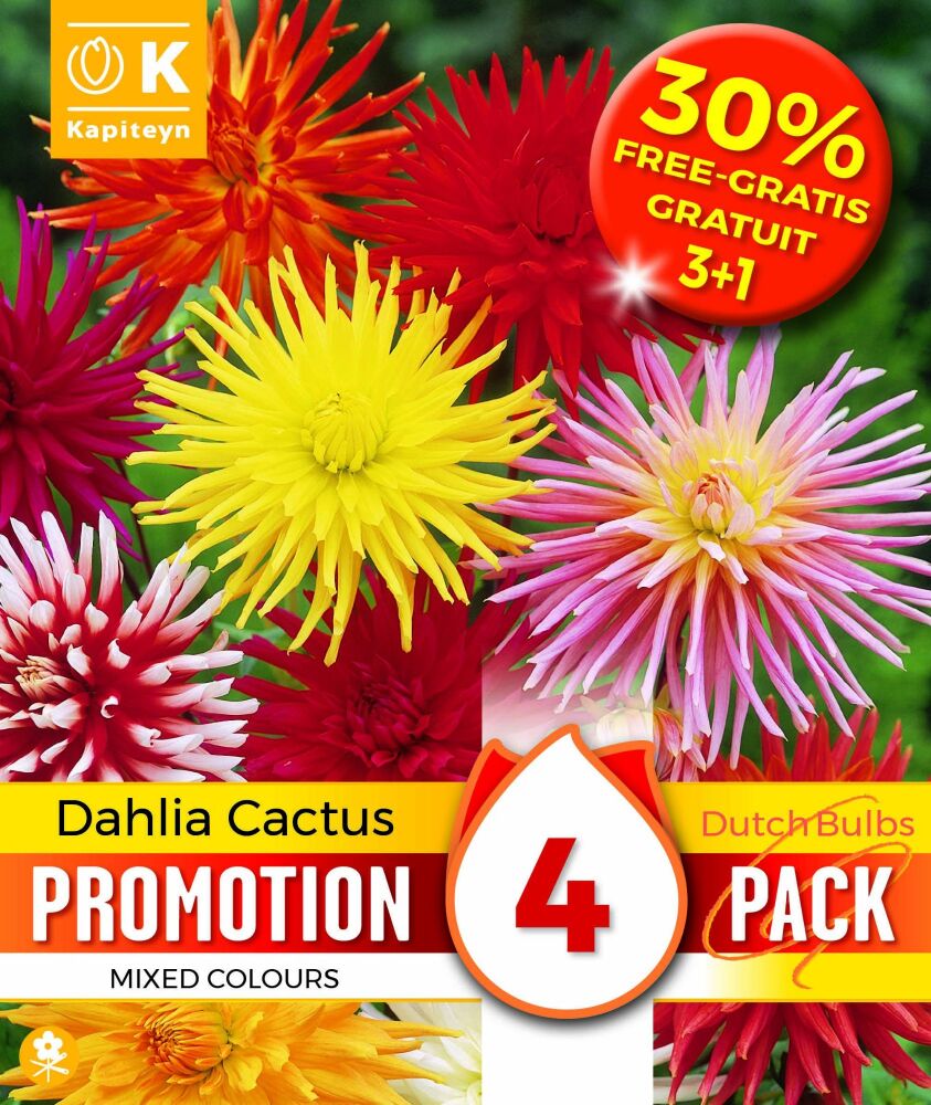 Promo 30% Dahlia Cactus Mixed colours - 4 Bulbs