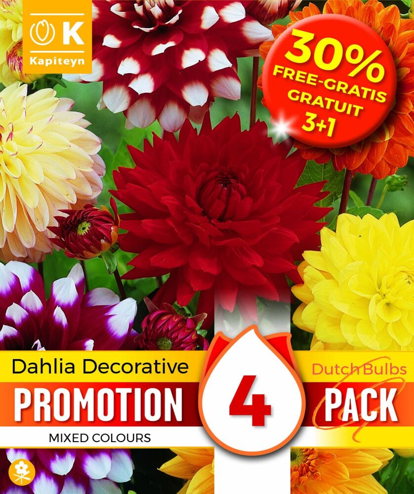 Promo 30% Dahlia Decorative Mixed Colours - 4 Bulbs
