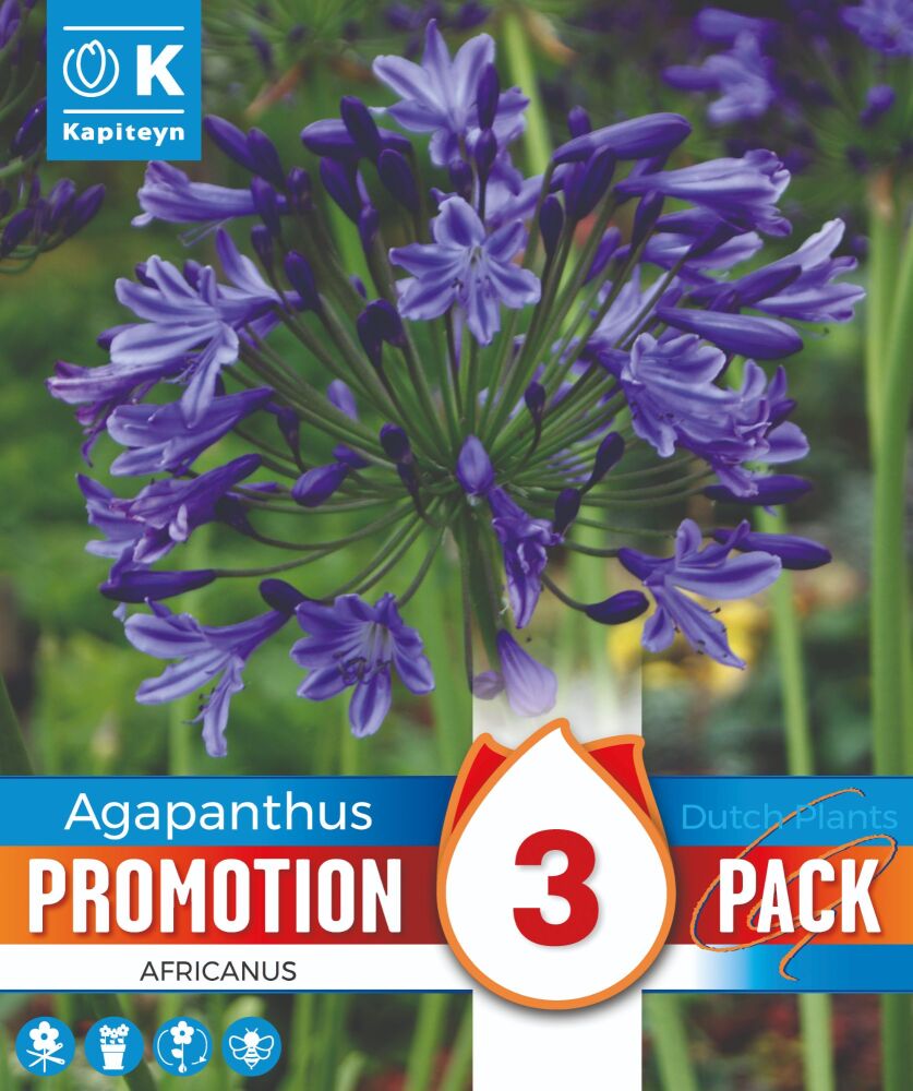 Promo Agapanthus Blue - 3 Bulbs