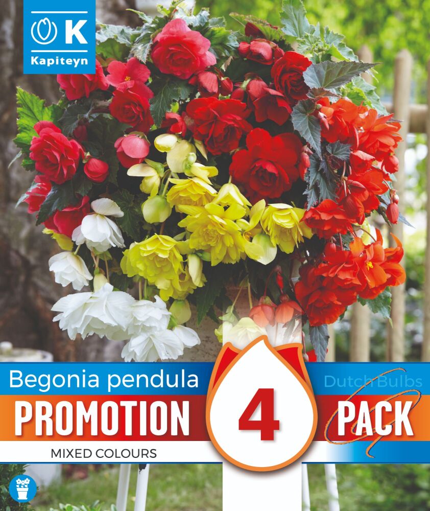 Promo Begonia Cascade Pendula Mixed Colours - 4 Bulbs