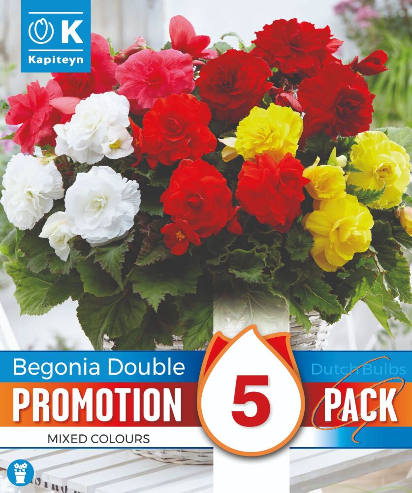 Promo Begonia Double Mixed Colours - 5 Bulbs