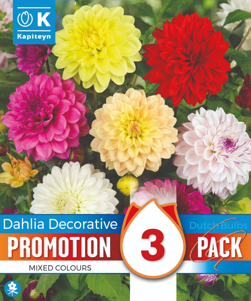 Promo Dahlia Decorative Mixed Colours - 3 Bulbs
