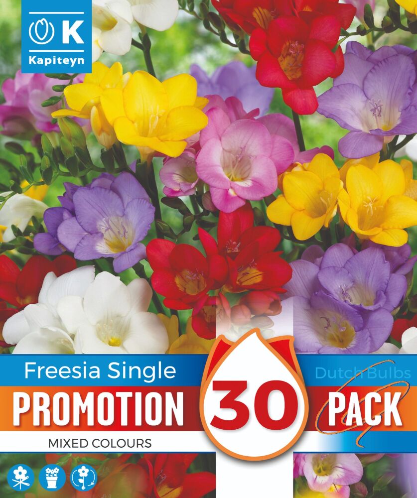 Promo Freesia Mixed Colour - 30 Bulbs