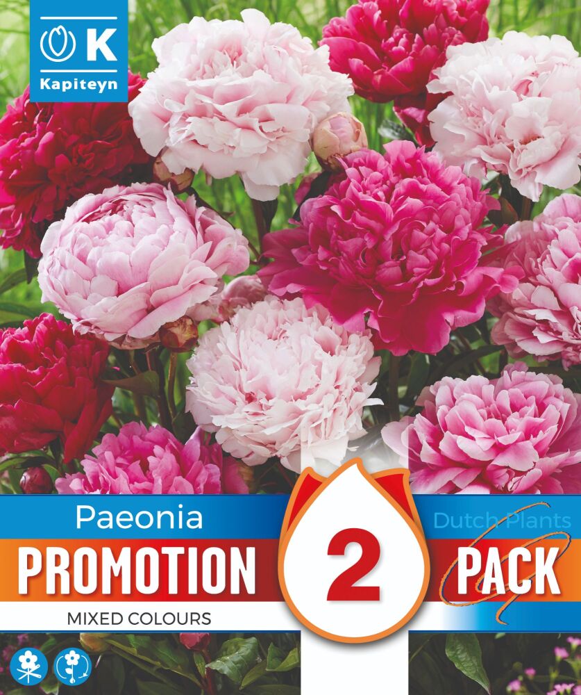 Promo Paeonia Mixed Colours - 2 Bulbs
