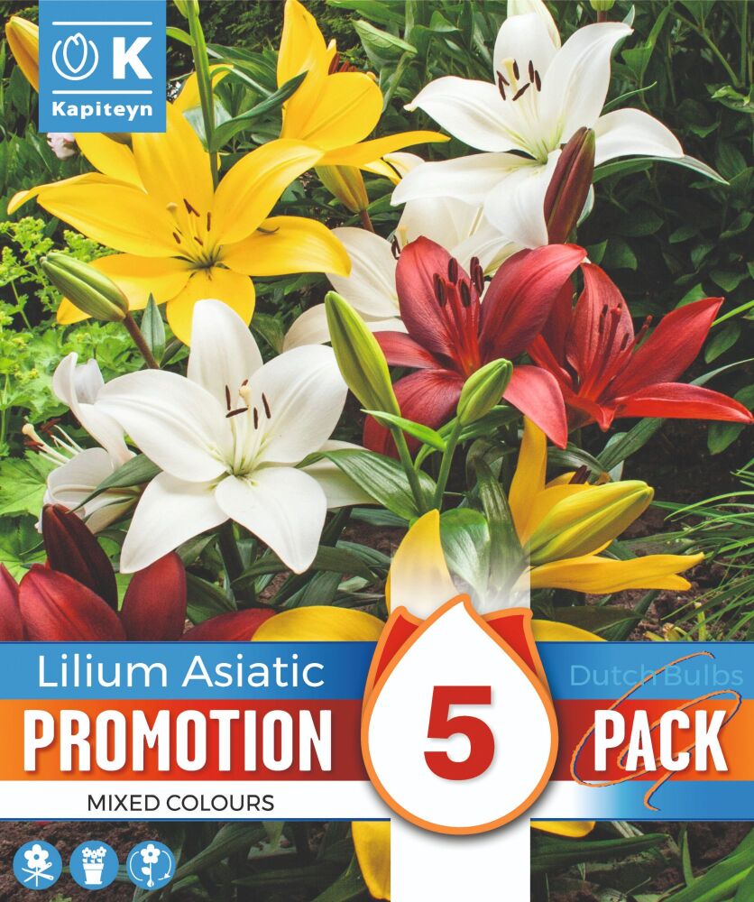 Promo Lilium Asiatic Mixed Colours - 5 Bulbs