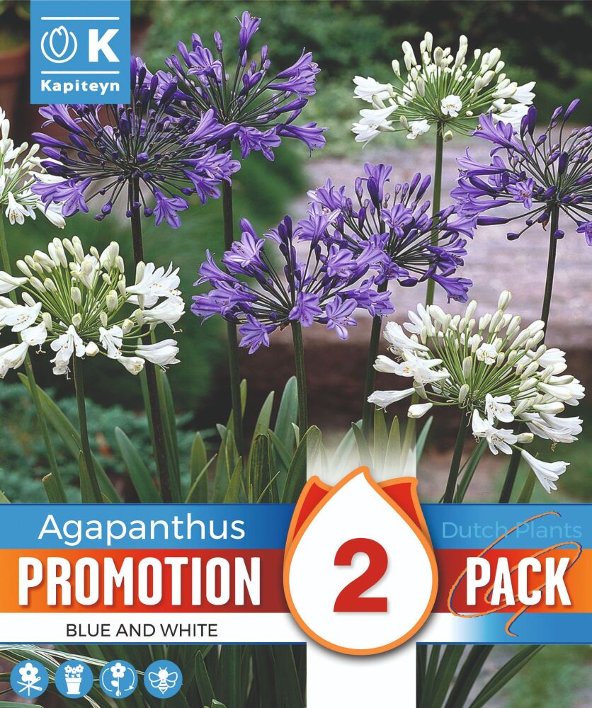 Promo Agapanthus White&Blue - 2 Bulbs
