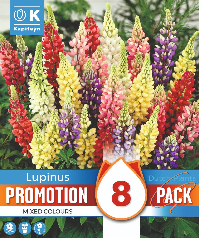 Promo Lupinus Mixed - 8 Bulbs