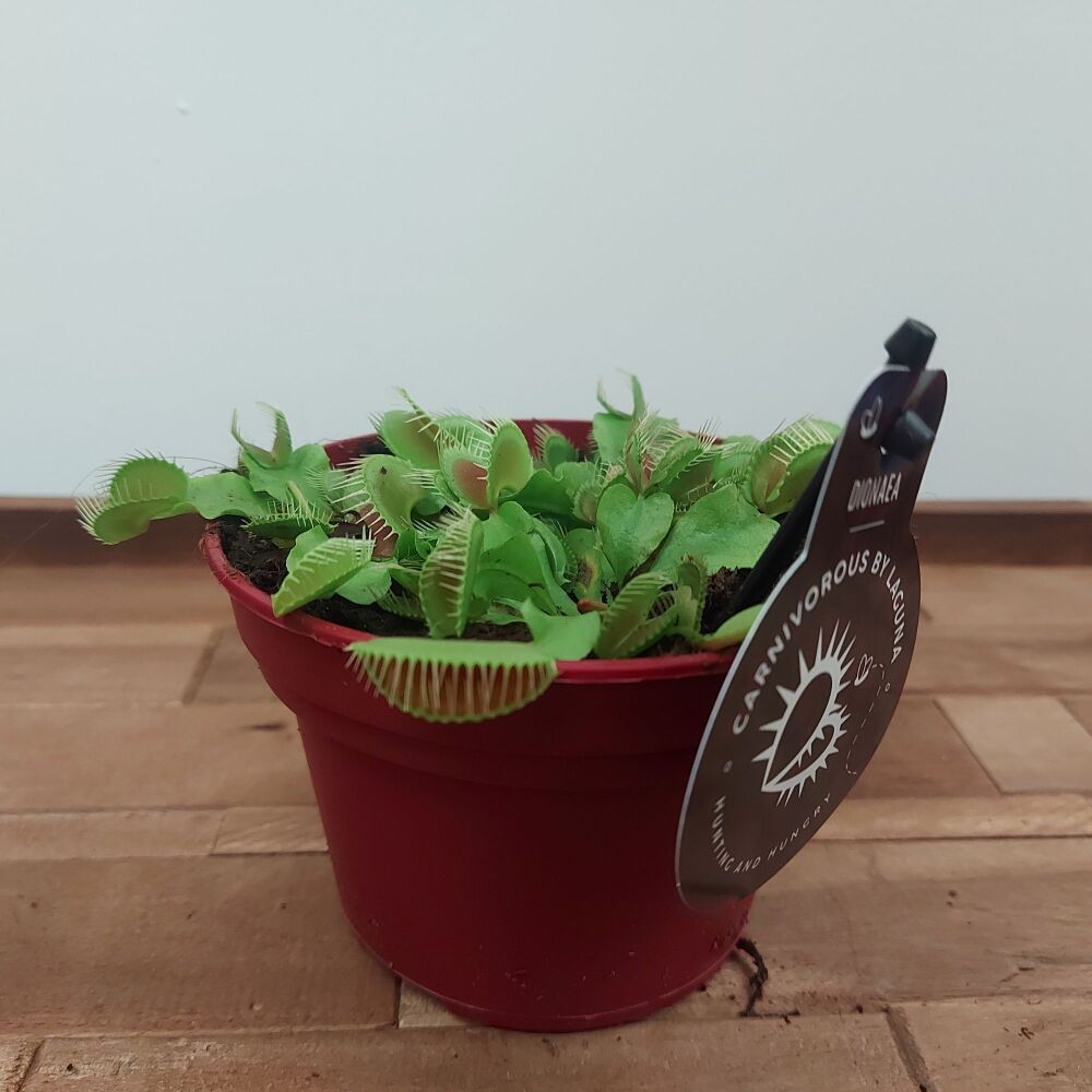 Dionaea Muscipula VENUS FLYTRAP - Large