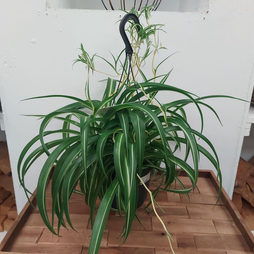 Chlorophytum Bonnie - Hanging pot