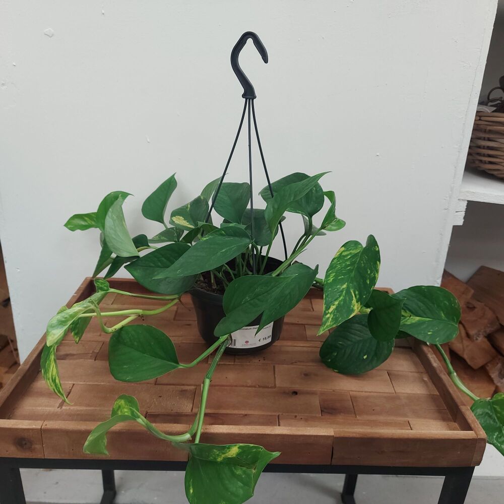 Scindapsus Pinnatum - Hanging pot