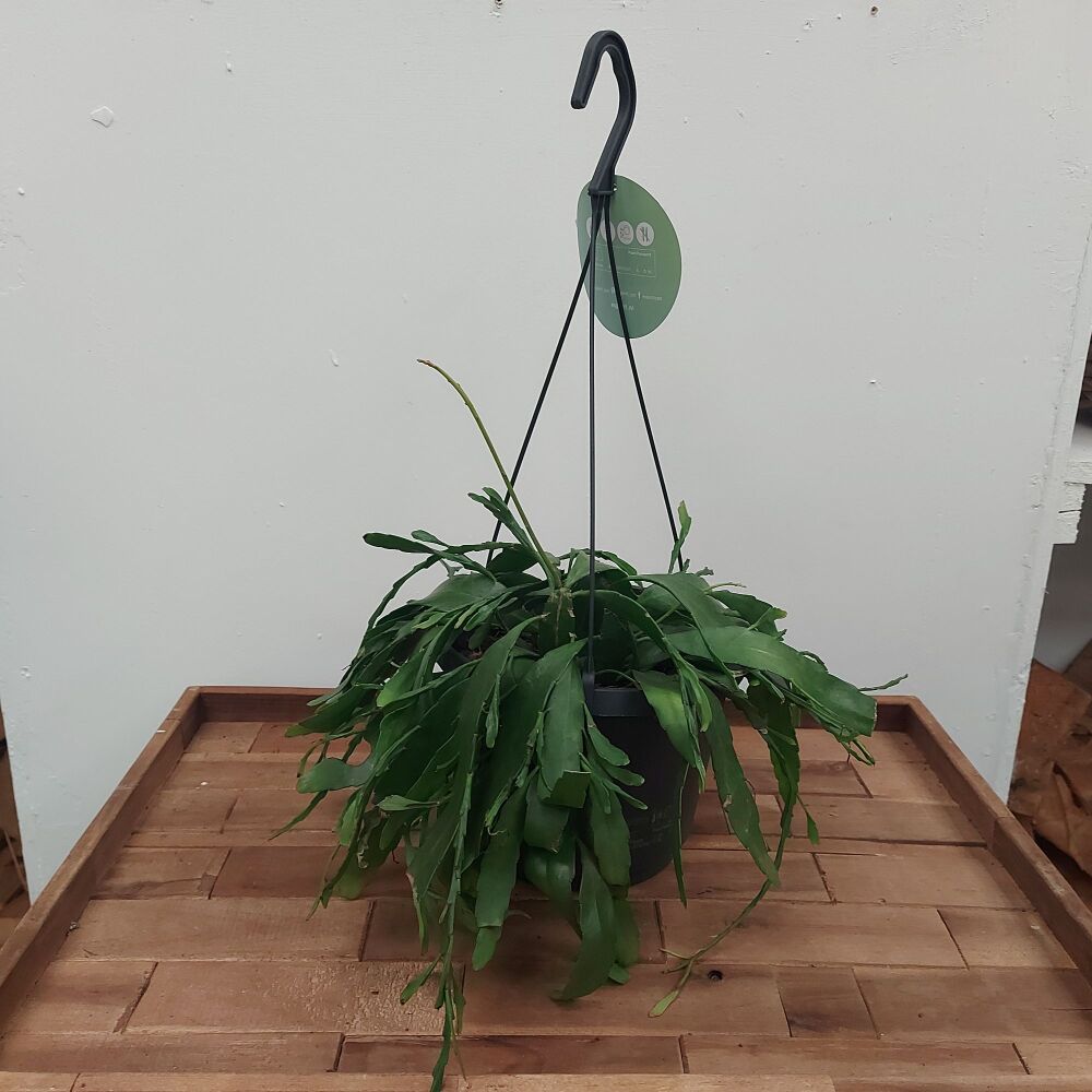 Rhipsalis Ramulosa - Hanging pot