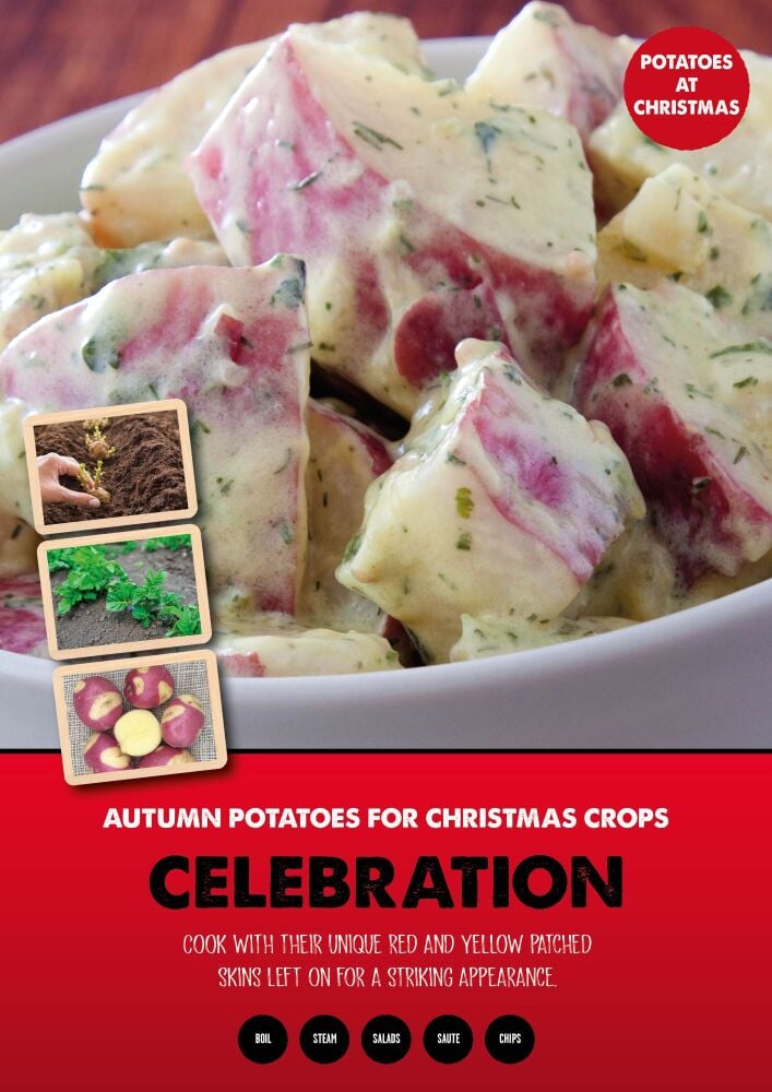 Celebration  Seed Potato - Autumn Planting - Christmas crop - 1kg