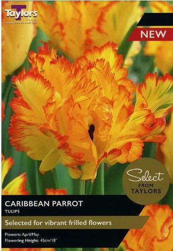 Tulip Caribbean Parrot - 5 Bulbs