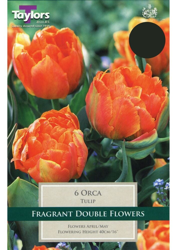 Tulip Orca - 6 Bulbs