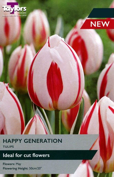 Tulip Happy Generations - 7 Bulbs