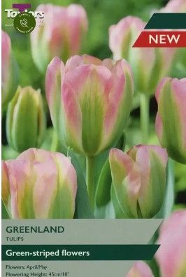 Tulip Greenland - 7 Bulbs