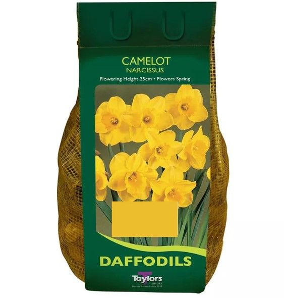 Narcissus Camelot - 1.5kg