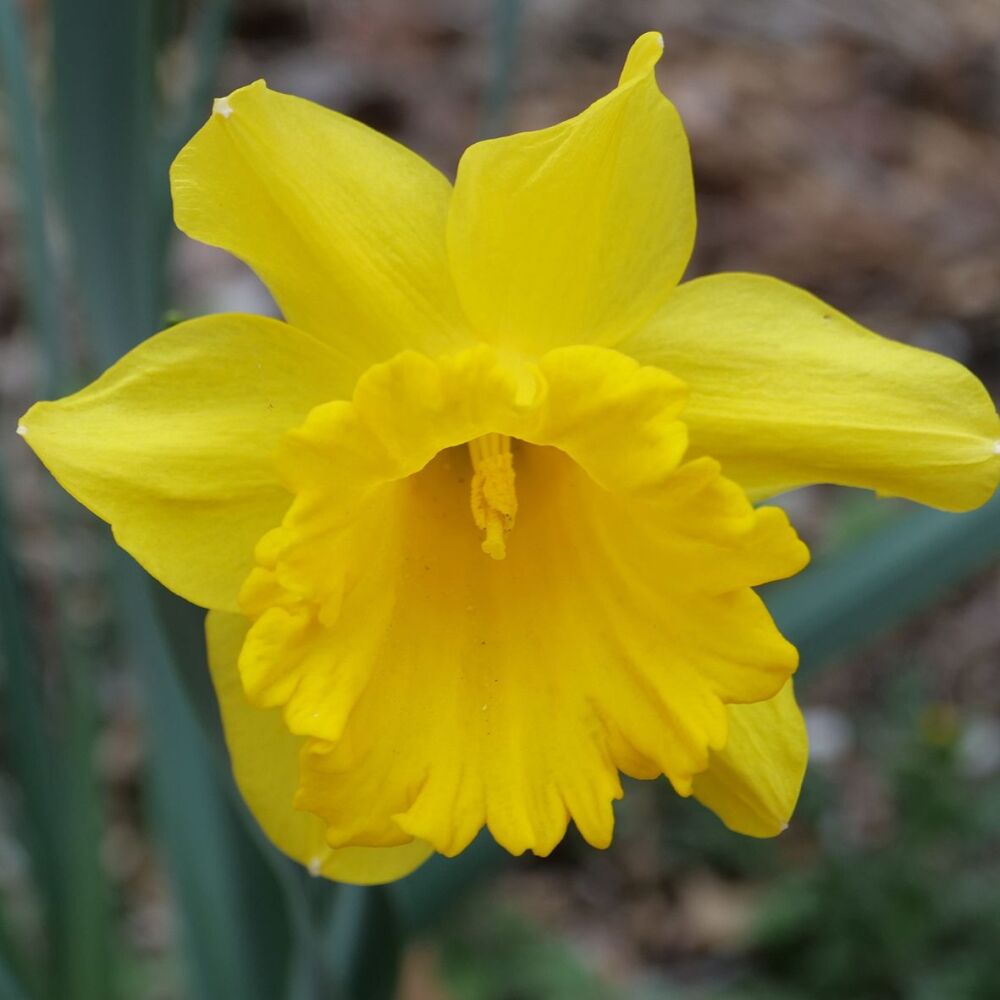 Narcissus King Alfred Select - 20kg