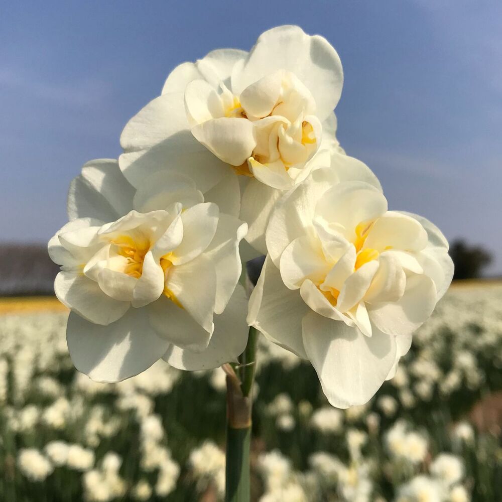 Narcissus Cheerfulness White - 20kg