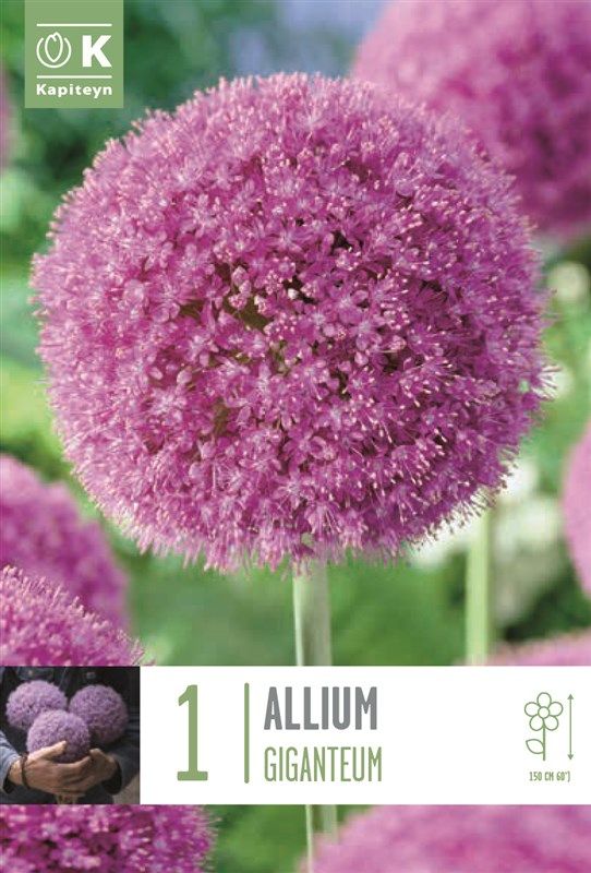 Allium Giganteum - 1 Bulb