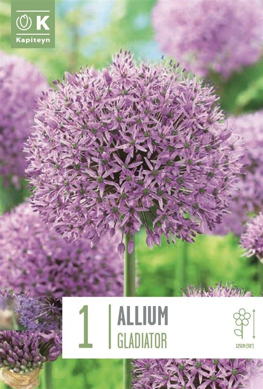 Allium Gladiator - 1 Bulb