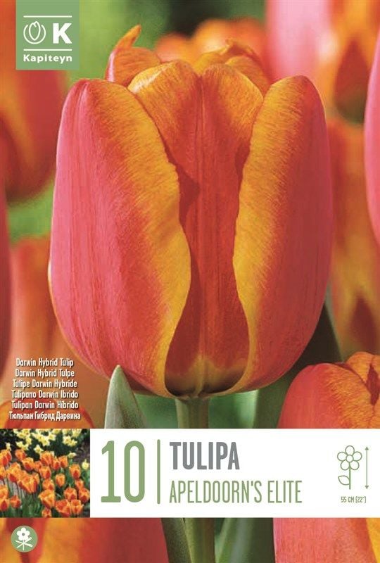 Tulipa Apeldoorn's Elilte - 10 Bulbs