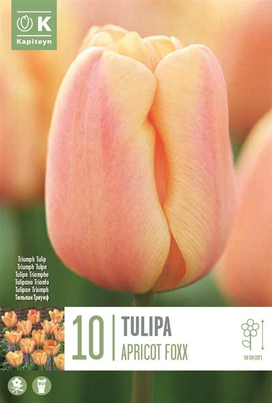 Tulipa Apricot Foxx - 10 Bulbs