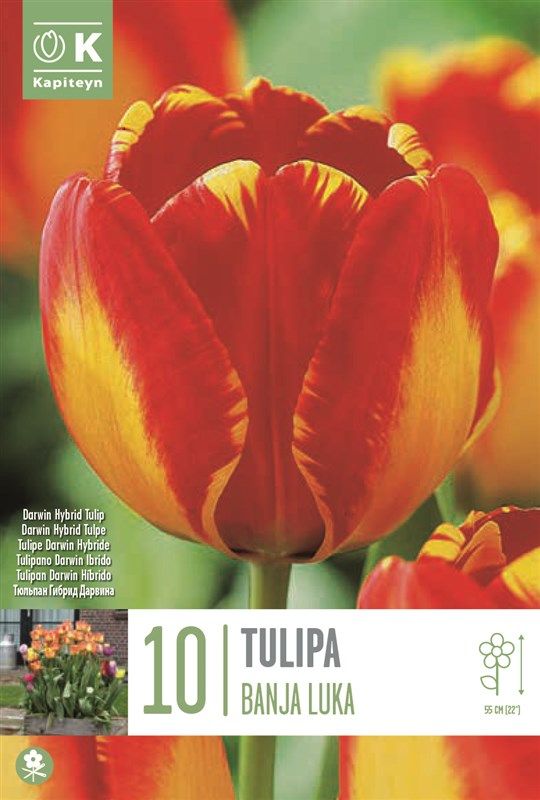 Tulipa Banja Luka - 10 Bulbs