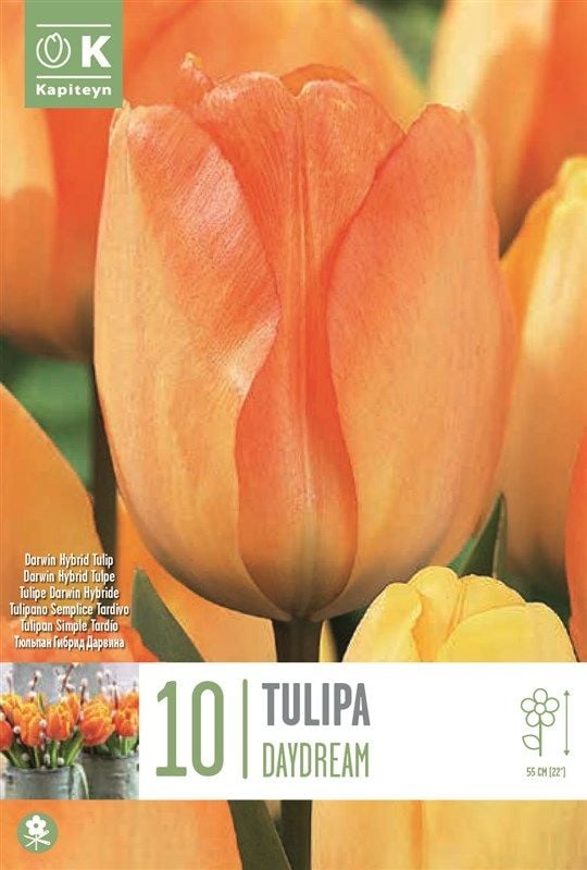 Tulipa Daydream - 10 Bulbs