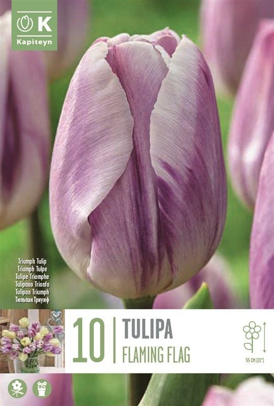 Tulipa Flaming Flag - 10 Bulbs