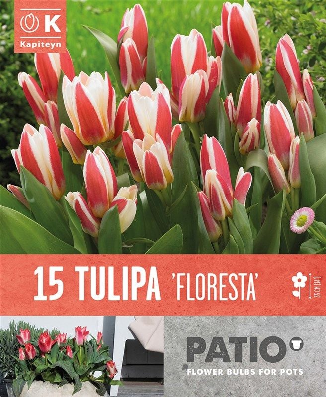 Tulipa Floresta - 15 Bulbs