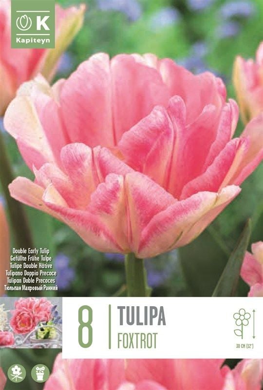 Tulipa Foxtrot - 8 Bulbs