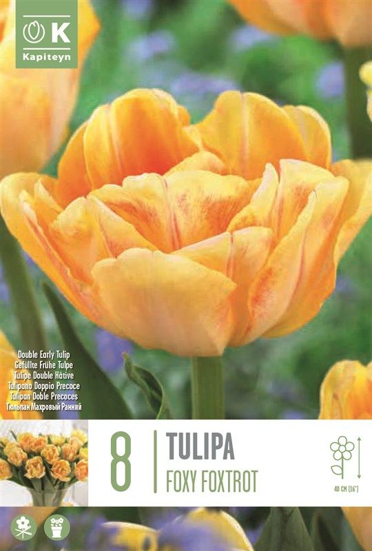 Tulipa Foxy Foxtrot - 8 Bulbs