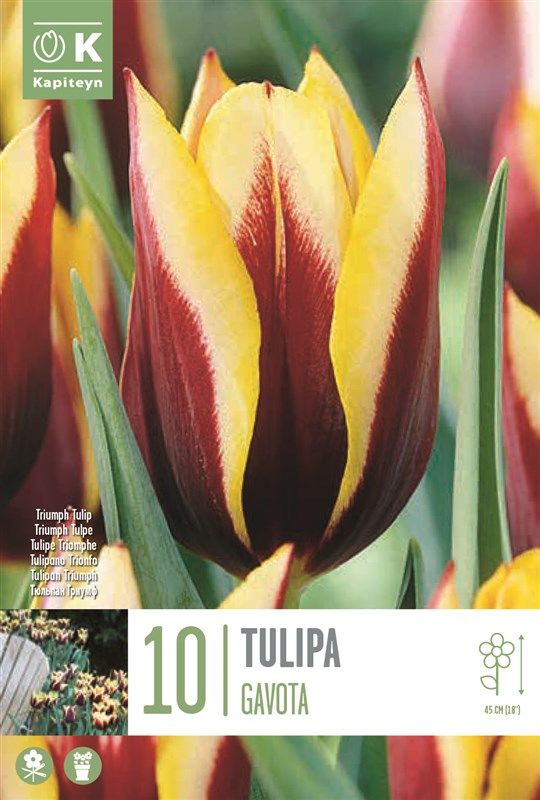 Tulipa Gavota - 10 Bulbs