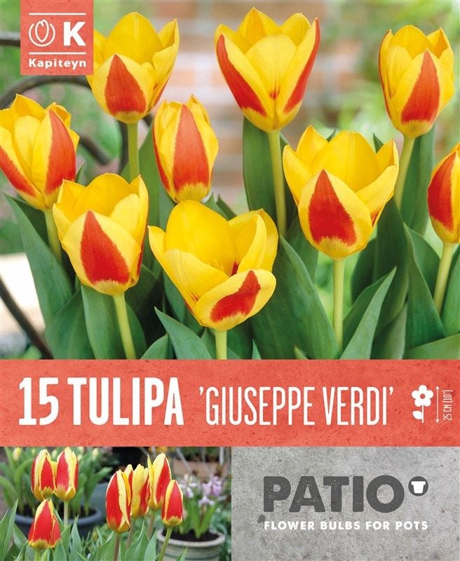 Tulipa Guiseppe Verdi - 15 Bulbs