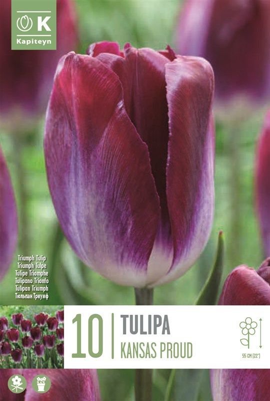 Tulipa Kansas Proud - 10 Bulbs